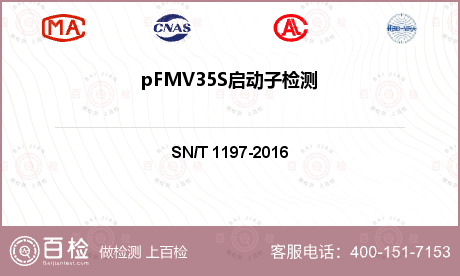 pFMV35S启动子检测
