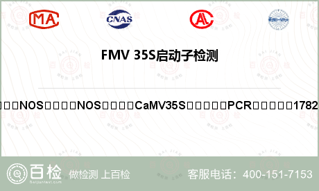 FMV 35S启动子检测
