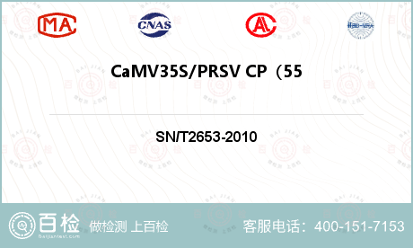CaMV35S/PRSV CP（