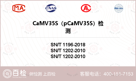 CaMV35S（pCaMV35S